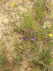 Conanthera campanulata