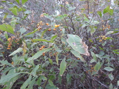 Solanum argentinum
