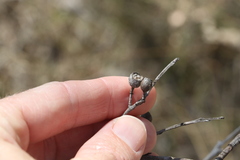 Corymbia trachyphloia