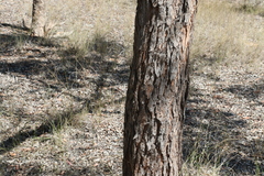 Corymbia trachyphloia