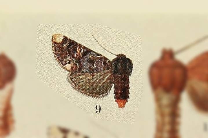 Polytela florigera