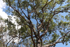 Corymbia trachyphloia