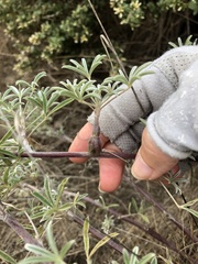 Neolasioptera lupini