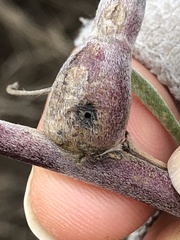 Neolasioptera lupini