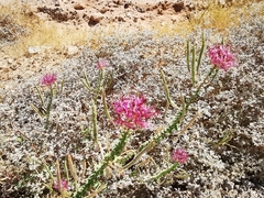 Polanisia dodecandra riograndensis