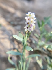 Heliotropium curassavicum