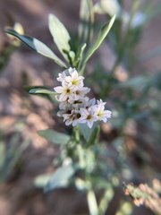 Heliotropium curassavicum