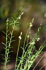 Polygala scoparioides
