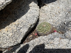 Mammillaria petrophila