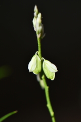 Polygala scoparioides
