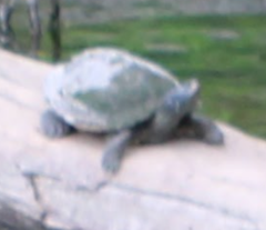 Graptemys pseudogeographica