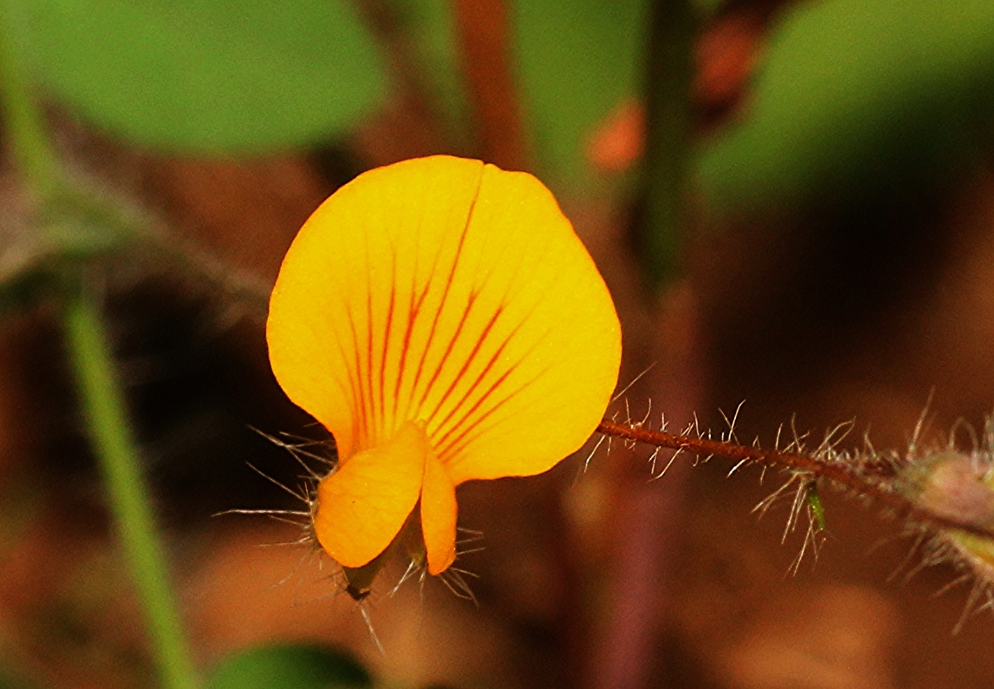 Crotalaria filipes
