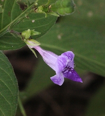 Asystasia dalzelliana
