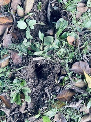 Castorimorpha