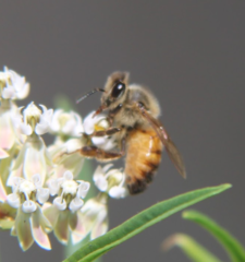 Apis mellifera