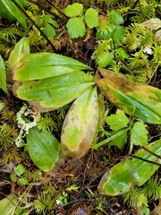 Clintonia uniflora