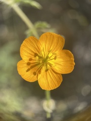 Kallstroemia peninsularis
