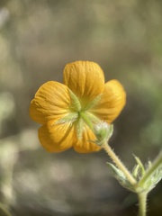 Kallstroemia peninsularis