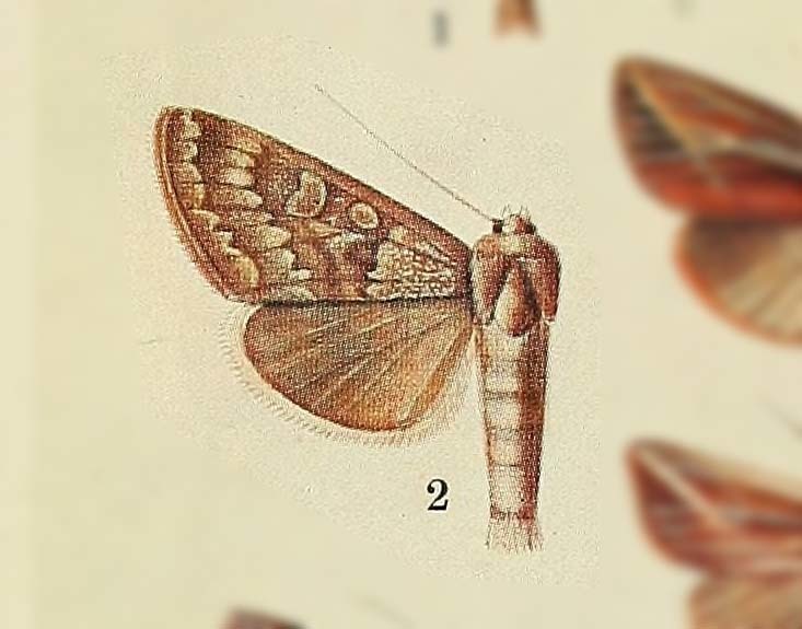 Ctenoceratoda zetina