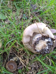 Cortinarius infractus