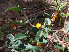 Platylobium parviflorum