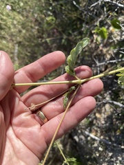 Kallstroemia peninsularis