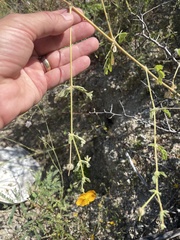 Kallstroemia peninsularis