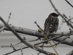 Passer domesticus