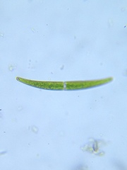 Closterium leibleinii
