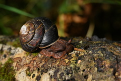 Monadenia subcarinata