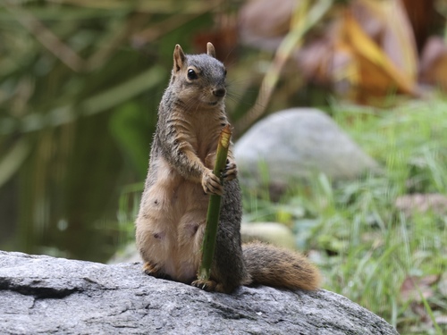 Eastern Fox Squirrel photographed in Michigan