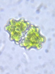 Euastrum lacustre