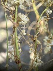 Cuscuta tuberculata