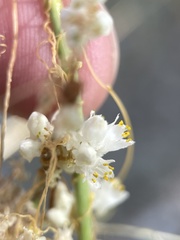 Cuscuta tuberculata