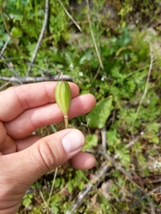 Erythronium hendersonii