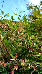 Aeschynomene paucifoliolata