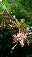 Aeschynomene paucifoliolata