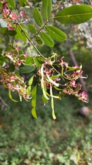 Aeschynomene paucifoliolata
