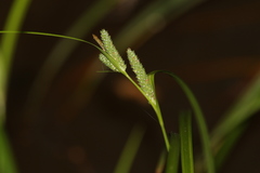 Carex maculata
