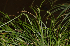 Carex maculata