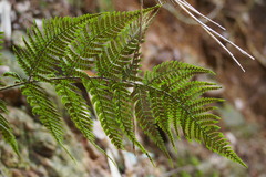 Dryopteris pacifica