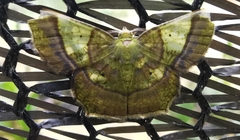 Neagathia corruptata