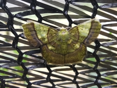 Neagathia corruptata