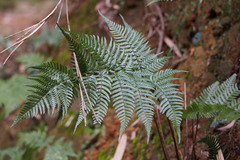 Dryopteris pacifica