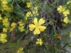 Hibbertia rufa