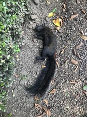 Sciurus aureogaster