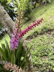 Aechmea gamosepala