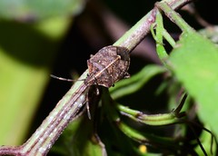 Oncocoris geniculatus