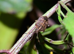 Oncocoris geniculatus