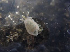 Mesoginella koma